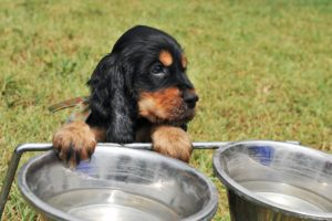 Chien-gamelles-Quinton-plasma-marin