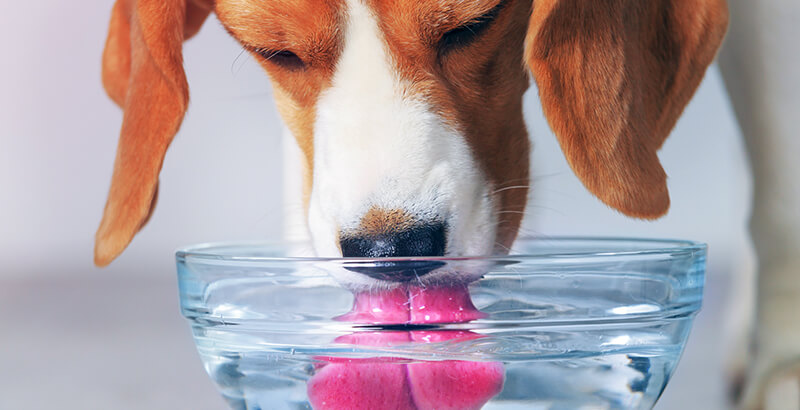 Animaux et plasma marin de Quinton