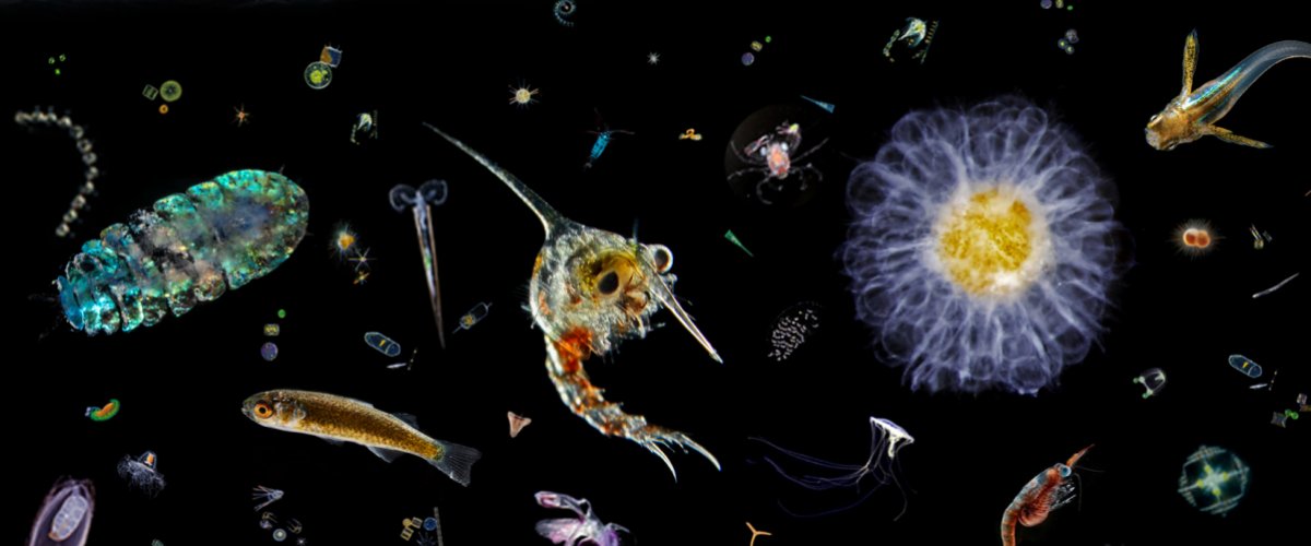 Micro-organismes plancton et le plasma marin de Quinton